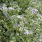 Siam Weed