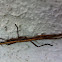 Two-Striped Walking Stick