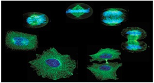 main_cell_cycle