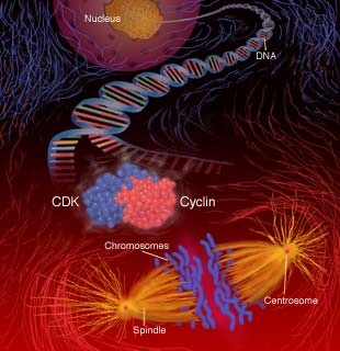 [cellcycle.jpg]