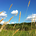 Reed Canary Grass