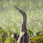 Pinnated Bittern