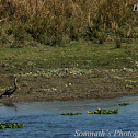 Darter or Snakebird