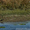 Darter or Snakebird