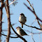 Red-Billed Quelea