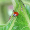 Western Blood-Red Lady Beetle with ants