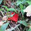 scarlet elf cup
