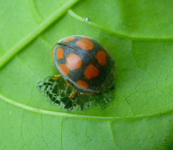 Phytophagous Ladybug  Project Noah