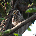 Spotted Owlet