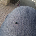 Lady Bug