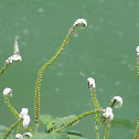 हथसुरा Indian Heliotrope