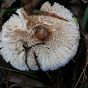 Lepiota
