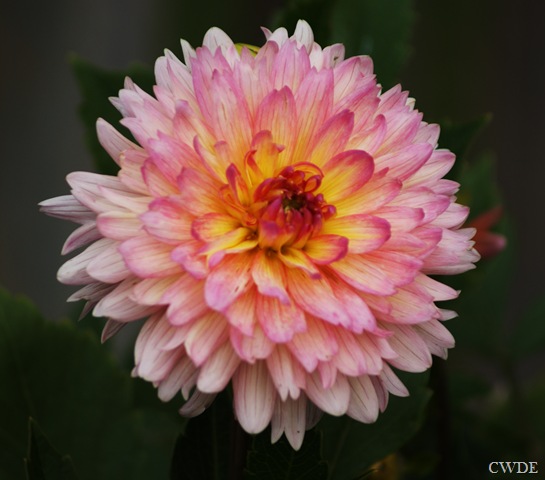 [Flower[8].jpg]