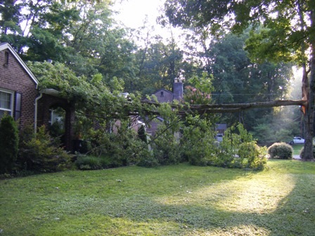 [tree full[4].jpg]