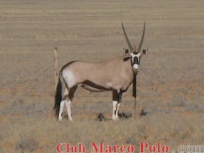 Oryx