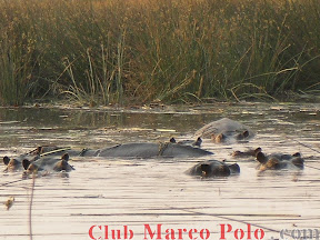 Hipopótamos – Delta del Okavango