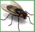 [Housefly2[3].jpg]