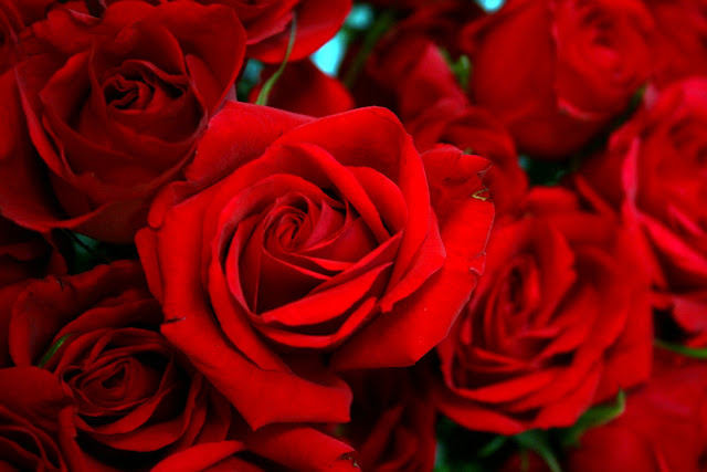 roses