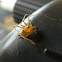 Lynx Spider
