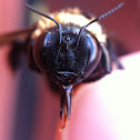 Eastern Carpenter bee