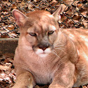 Florida Panther