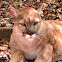 Florida Panther