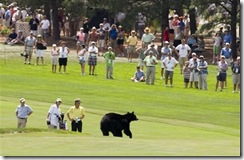 Golf Bear