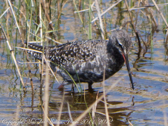 Spotting Image 1