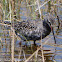 Spotted Redshank; Archibebe Oscuro