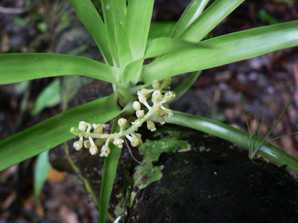 Spotting Image 1