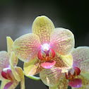 Orchid