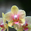 Orchid