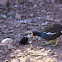 Moorhen