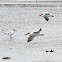 Caspian Tern