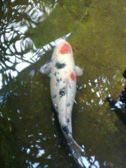 Spotting Image 1
