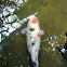 Koi