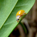 Yellow Ladybug