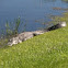American Alligator