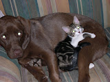 kitties 170.jpg