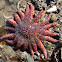Sunstar