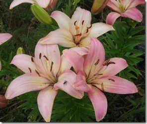 pink lily