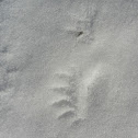Unknown animal tracks