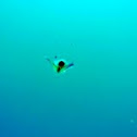 Plankton
