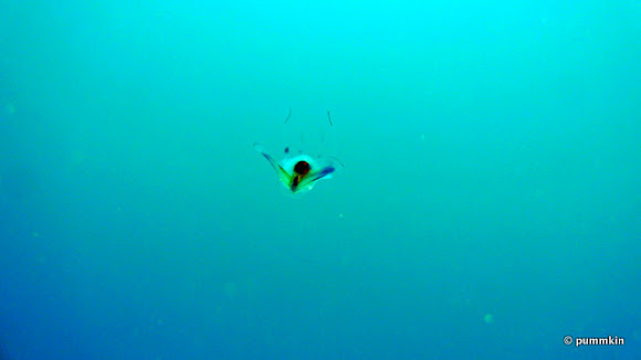Spotting Image 1