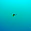 Plankton