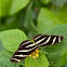 Zebra Longwing