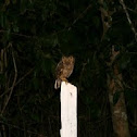 Owl