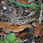 American bird grasshopper