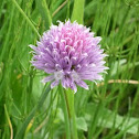 Chives