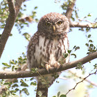 Pearl-spotted owlet
